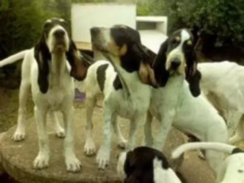 grand gascon saintongeois dogs - caring