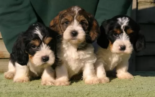 grand griffon vendeen puppies - health problems