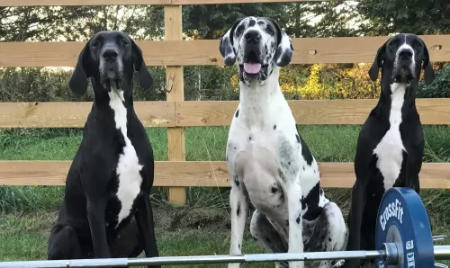 great dane dogs - caring