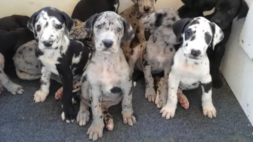 great dane puppies - health problems