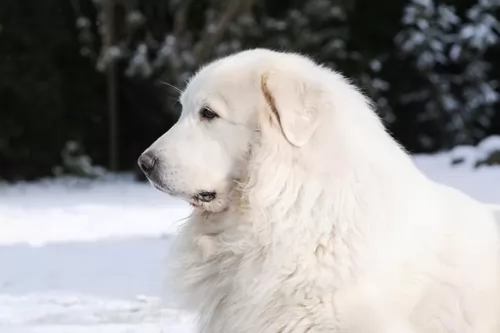 great pyrenees - history