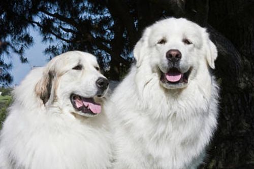 great pyrenees dogs
