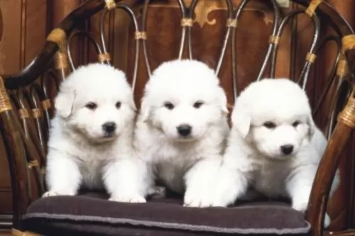 great pyrenees puppies - health problems
