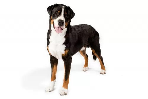 greater swiss mountain dog - history