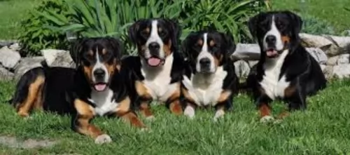 greater swiss mountain dog dogs - caring
