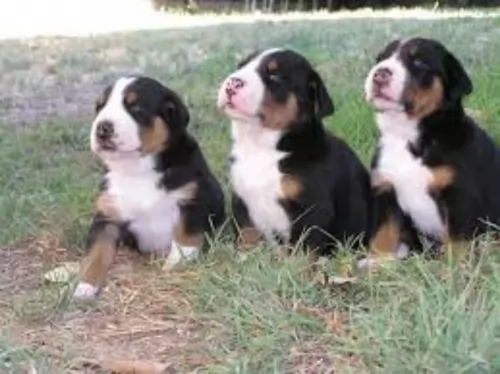 greater swiss mountain dog puppies - health problems