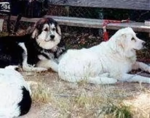 greek sheepdog dogs - caring