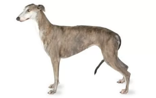 greyhound - history