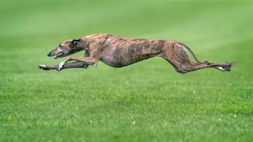 greyhound dog - characteristics