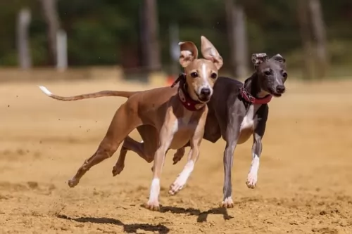 greyhound dogs - caring