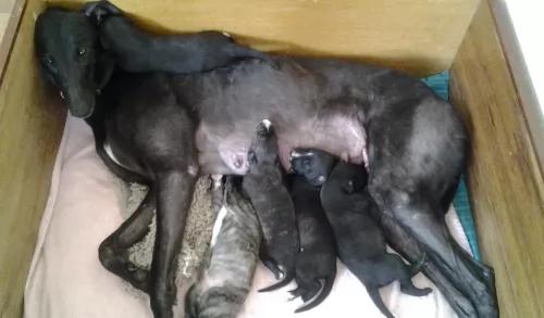 greyhound puppies - health problems
