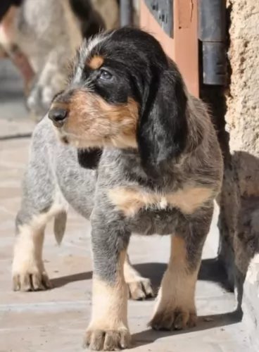 griffon bleu de gascogne puppy - description