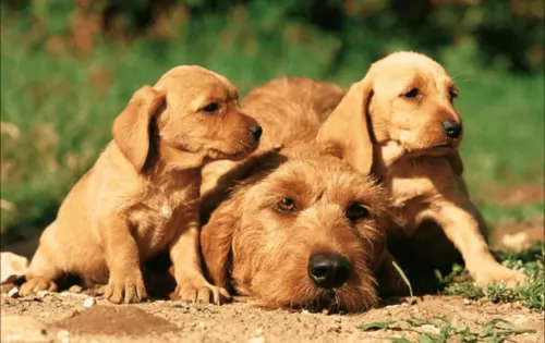 griffon fauve de bretagne puppies - health problems