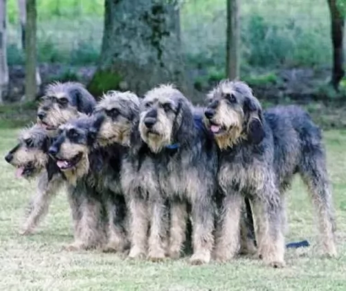 griffon nivernais dogs - caring