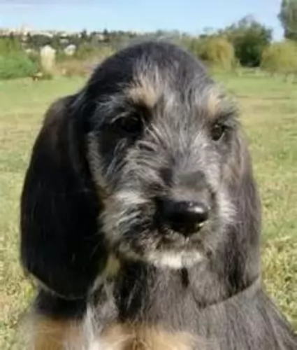 griffon nivernais puppy - description