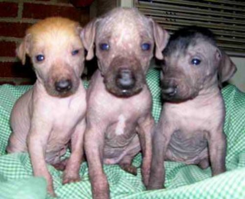 hairless khala puppies