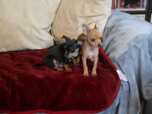 harlequin pinscher dogs - caring