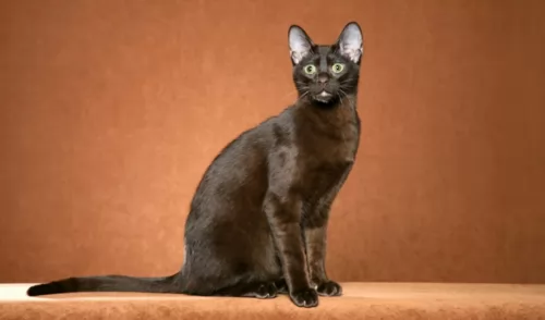 havana brown cat - characteristics