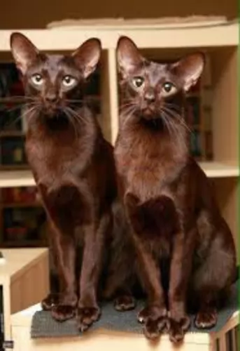havana brown cats - caring