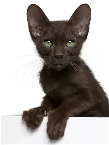 havana brown kitten - description