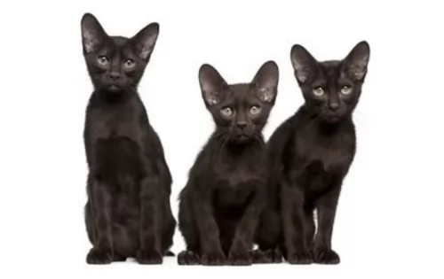 havana brown kittens - health problems