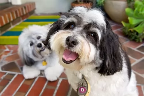 havanese dogs - caring