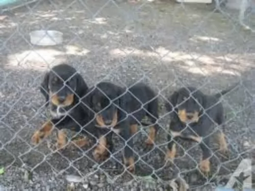 hellenic hound puppies - health problems