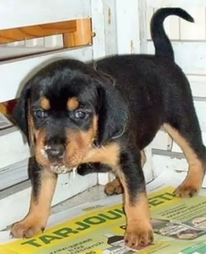hellenic hound puppy - description