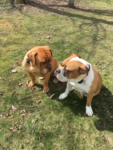hermes bulldogge puppies - health problems