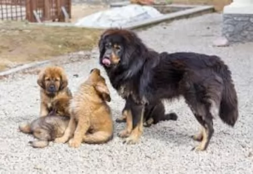 himalayan mastiff puppies - health problems