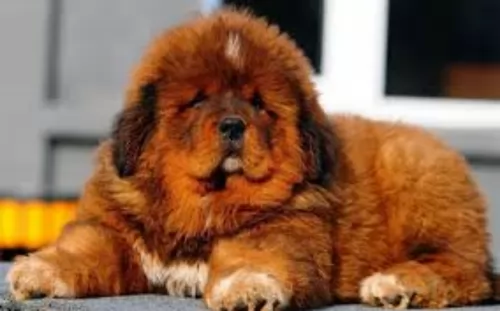 himalayan mastiff puppy - description