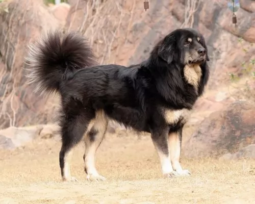 himalayan sheepdog dog - characteristics