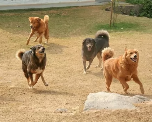 himalayan sheepdog dogs - caring