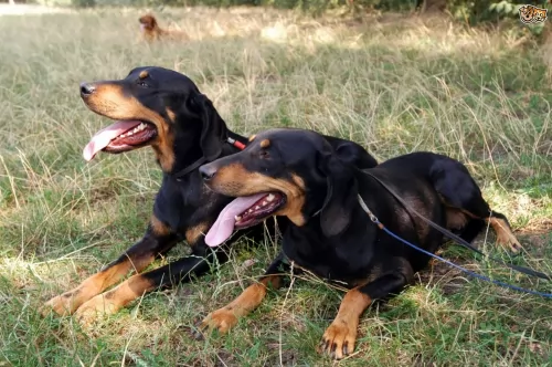 hungarian hound dogs - caring