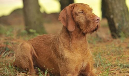 hungarian wirehaired vizsla