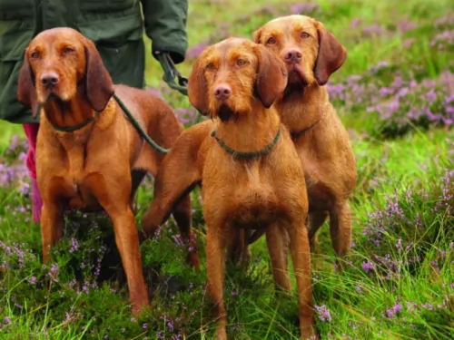 hungarian wirehaired vizsla dogs - caring