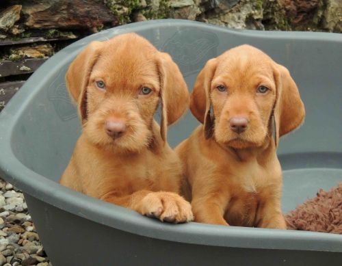 hungarian wirehaired vizsla puppies