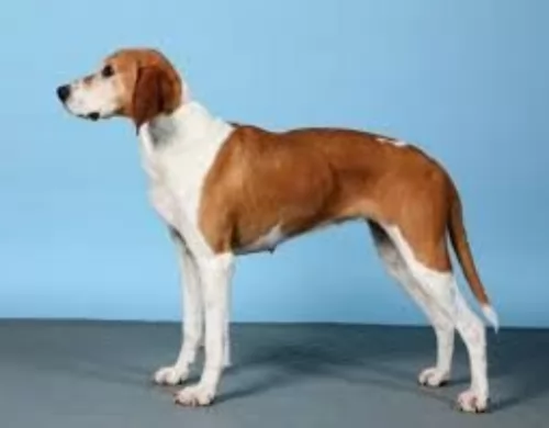 hygenhund dog - characteristics