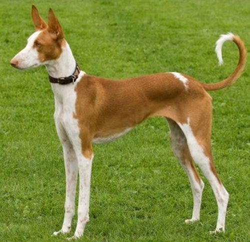 ibizan hound dog