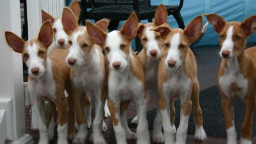 ibizan hound puppies