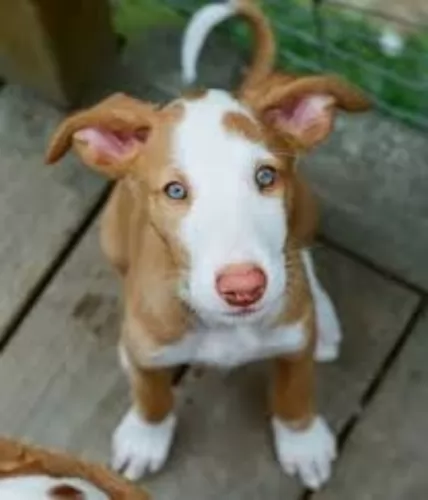 ibizan hound puppy - description