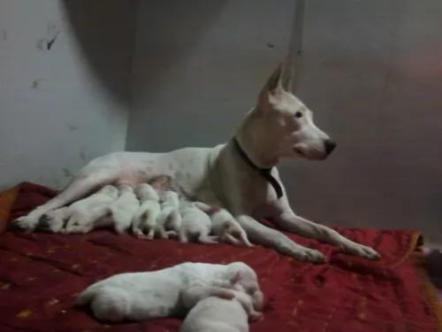 indian bull terrier puppies - health problems