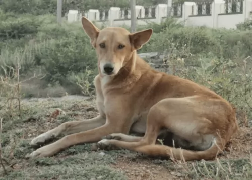 indian pariah dog dog - characteristics