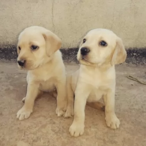 indian pariah dog puppies - health problems