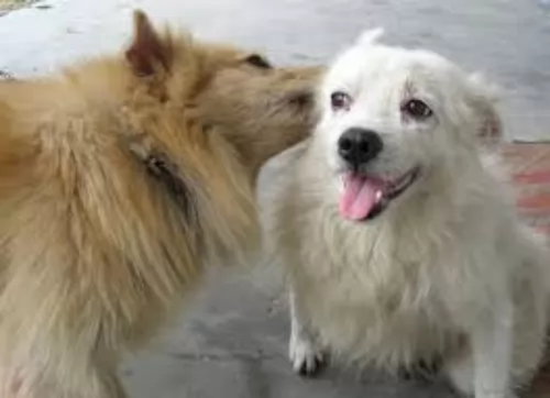 indian spitz dogs - caring