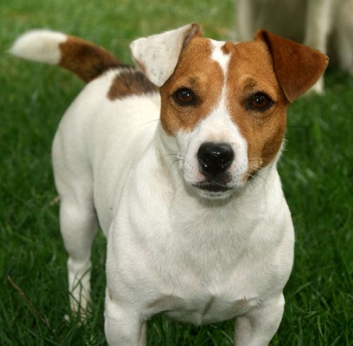 american jack russell