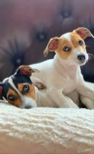 irish jack russell puppies - health problems
