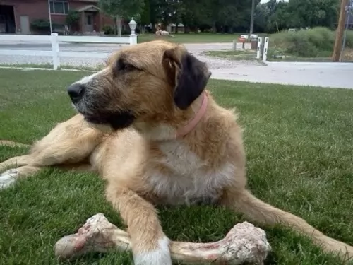 irish mastiff hound
