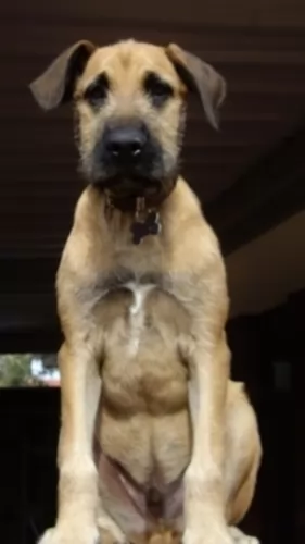 irish mastiff hound dog - characteristics