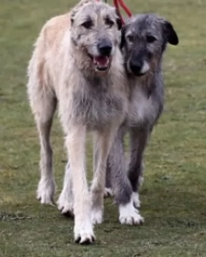 irish mastiff hound dogs - caring